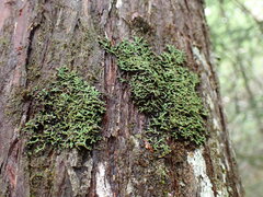Media resource of Kurokawia palmulata