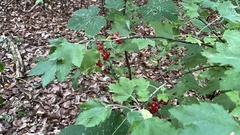 Ribes rubrum