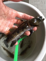 Glossogobius olivaceus
