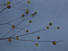 Hesperolinon micranthum