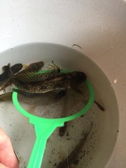 Glossogobius olivaceus