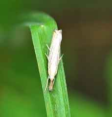 Agriphila straminella