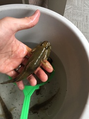 Glossogobius olivaceus