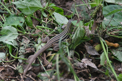 Aspidoscelis sonorae