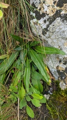 Gentiana cruciata