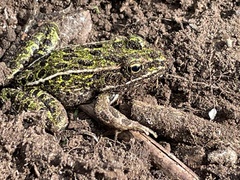 Lithobates pipiens