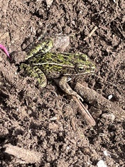 Lithobates pipiens