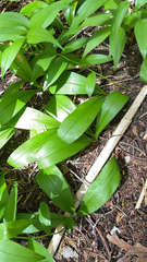 Clintonia uniflora