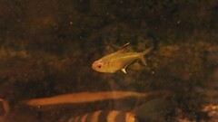 Hyphessobrycon pulchripinnis