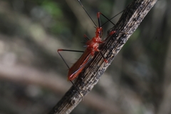 Ricolla quadrispinosa
