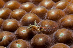 Carib Blenny photo 2