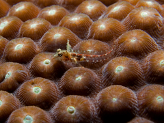 Carib Blenny photo 3