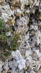 Draba cuspidata