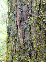 Fuscopannaria sorediata