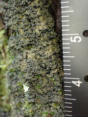 Fuscopannaria sorediata