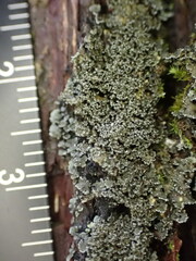 Fuscopannaria sorediata