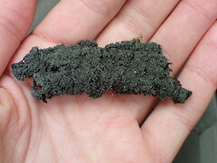 Fuscopannaria sorediata