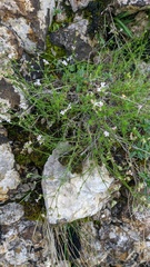 Asperula tenella