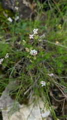 Asperula tenella