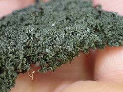 Fuscopannaria sorediata