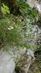 Asperula tenella