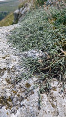 Genista albida