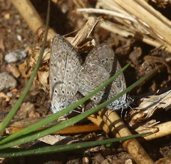 Zizeeria knysna