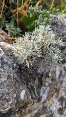 Artemisia alpina