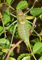 Steropleurus andalusius