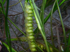 Phyllospadix scouleri