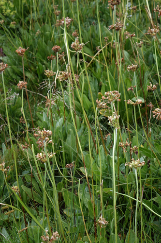 Primula luteola, photograph 5