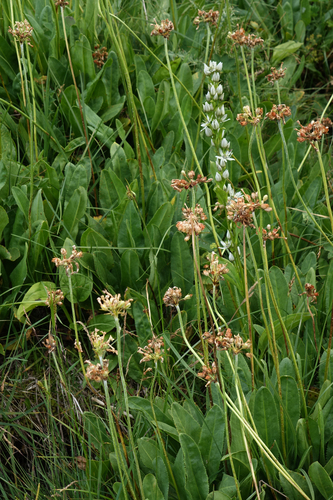 Primula luteola, photograph 6