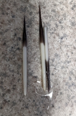 Erethizon dorsatum dorsatum