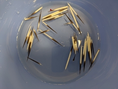 Erethizon dorsatum dorsatum