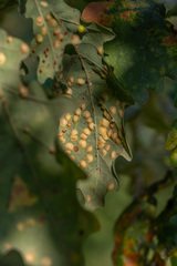 Neuroterus quercusbaccarum