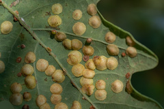 Neuroterus quercusbaccarum