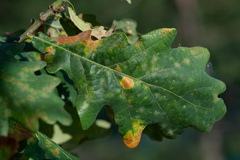 Neuroterus quercusbaccarum