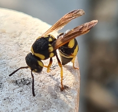 Parodontodynerus ephippium