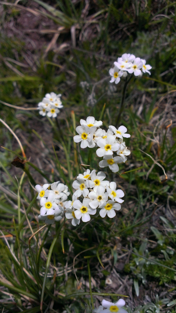 Eritrichium tianschanicum