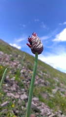Allium atrosanguineum