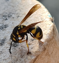 Parodontodynerus ephippium