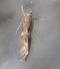 Occidentalia comptulatalis