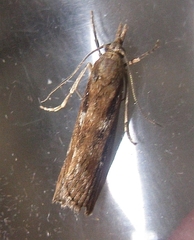 Occidentalia comptulatalis