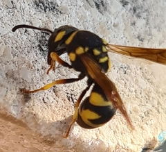 Parodontodynerus ephippium