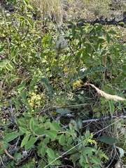 Astragalus austrosibiricus
