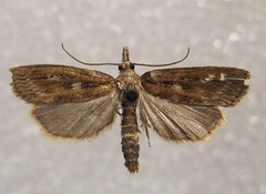 Occidentalia comptulatalis