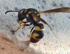 Parodontodynerus ephippium