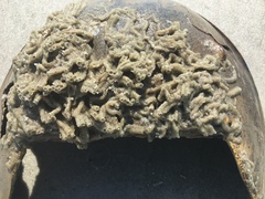 Phragmatopoma caudata