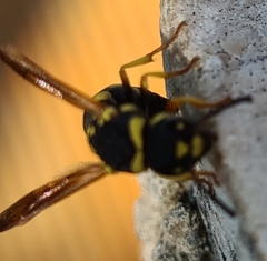 Parodontodynerus ephippium