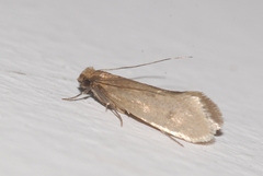 Tinea columbariella